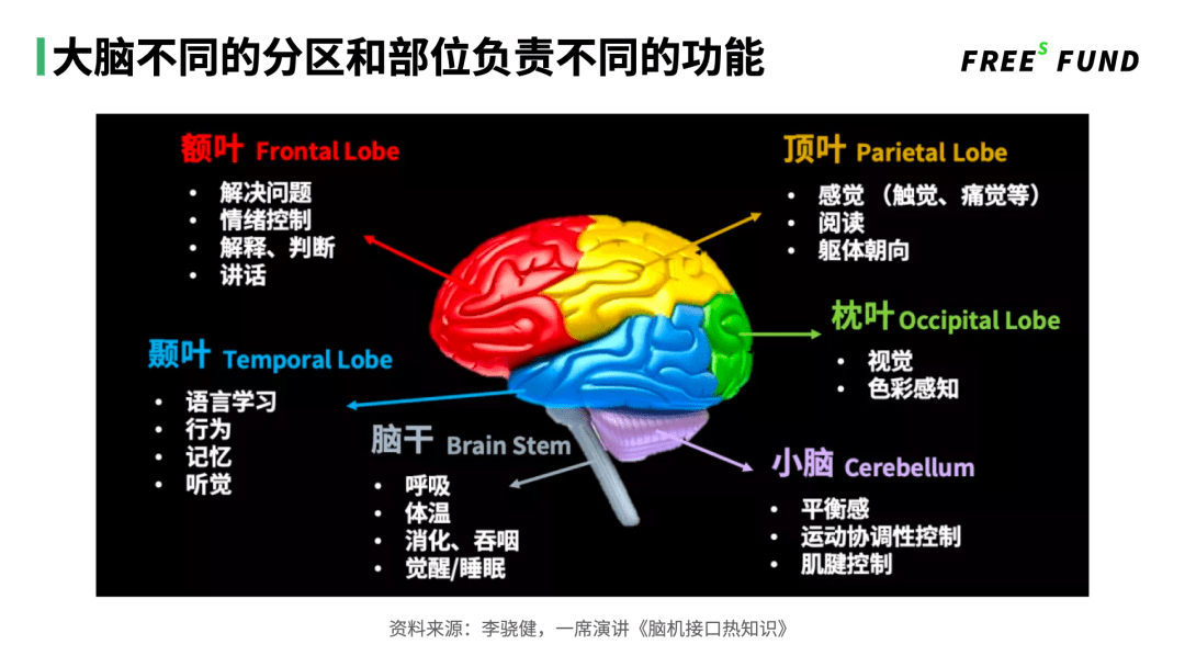 大脑包括皮质,边缘系统,基底神经节,脑干,小脑等重要部分