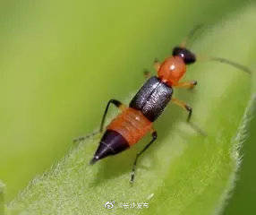 毒虫|近期长沙出现的这种毒虫要小心！