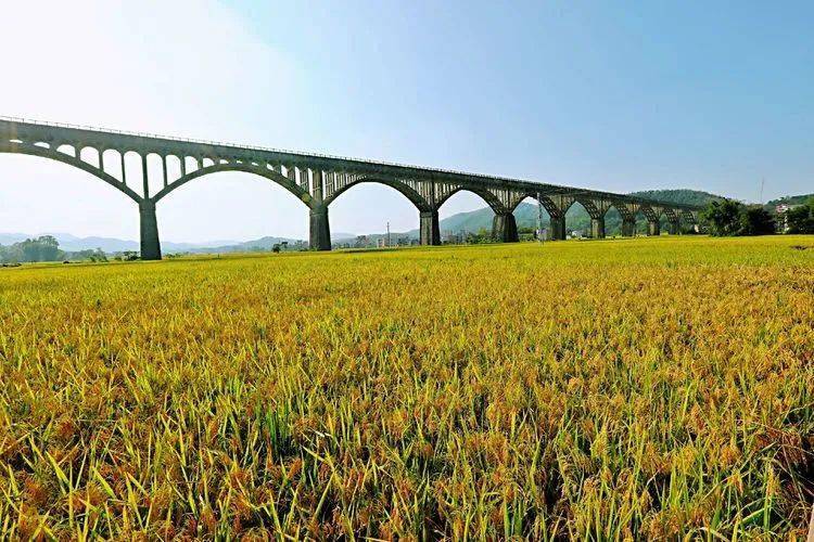 丰收季节下的罗定长岗坡渡槽美不胜收打卡罗定美丽乡村泡云纱温泉3天