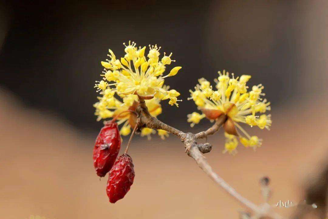 王维重阳节所插的到底是啥茱萸