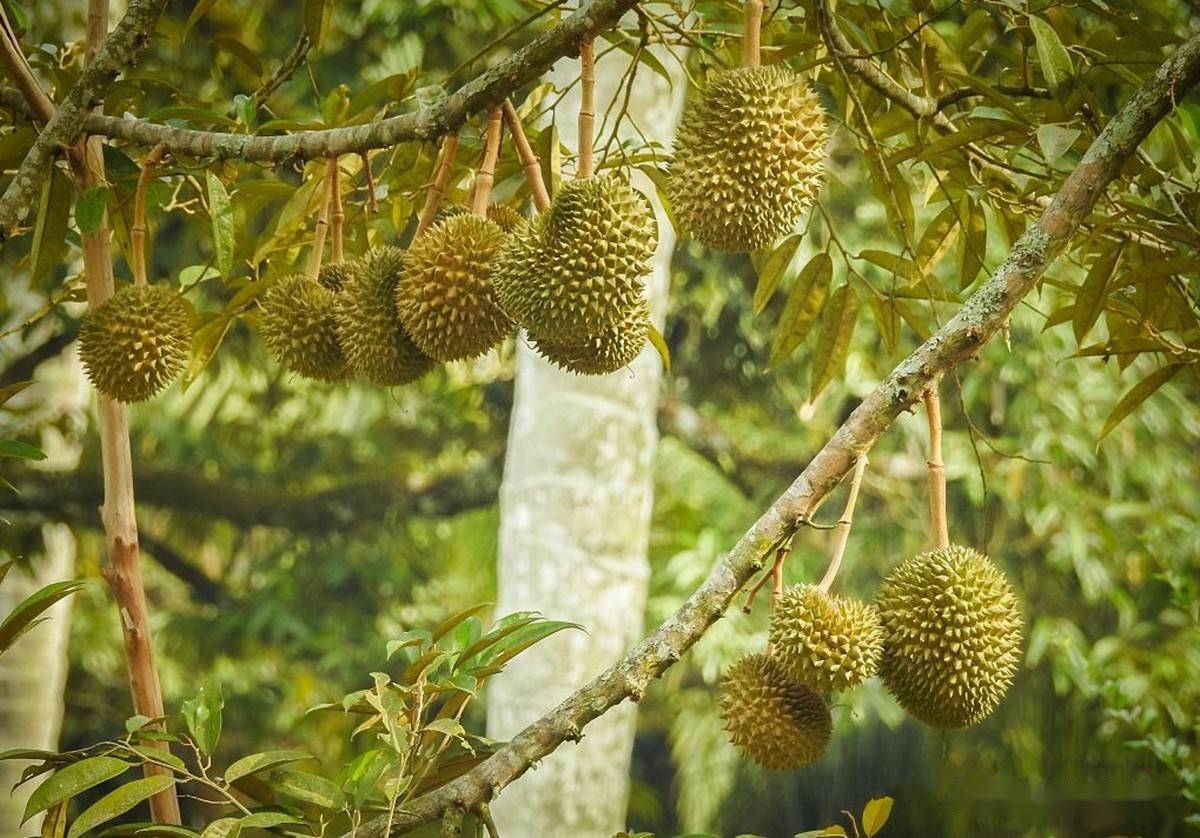 一棵榴莲树能结400多个榴莲,凭啥还卖这么贵?看完涨知识了