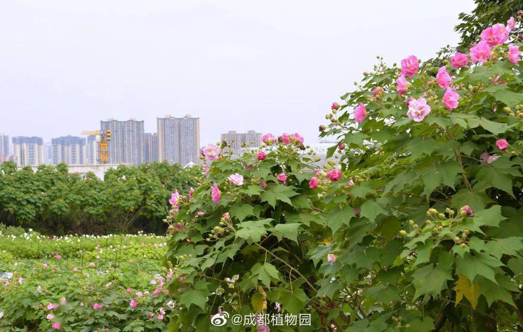 圖片來源:@成都植物園成都市植物園不但是芙蓉品種的培育基地,供給