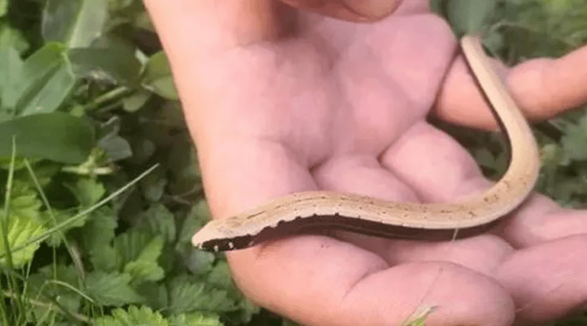 蛇属于爬行动物吗 ccfa4317ba8c4b3199754f873a6f6b2d.png