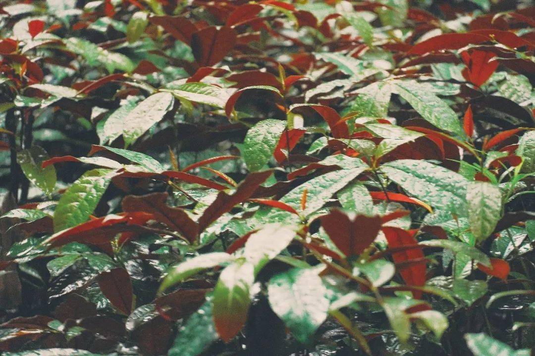 华园的第一丝秋意,爱了!