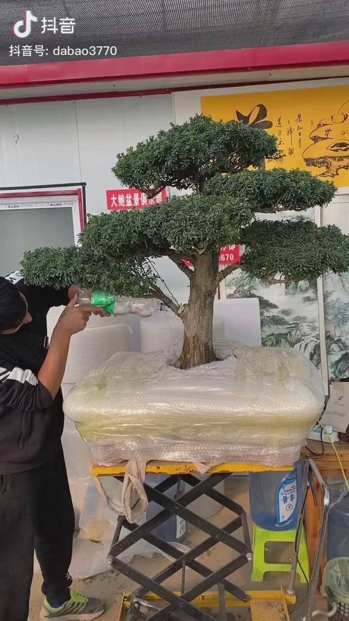 罗汉松浇水