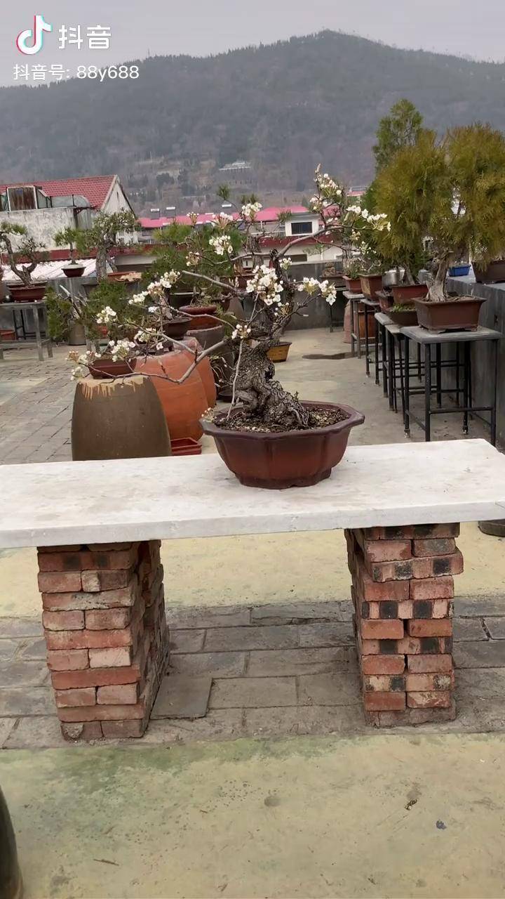 十几天没回老家了楼顶上的糖梨居然开花了精品盆景