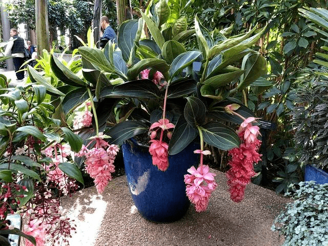 想养宝莲灯花吗 先把家中的c位留给她 植物