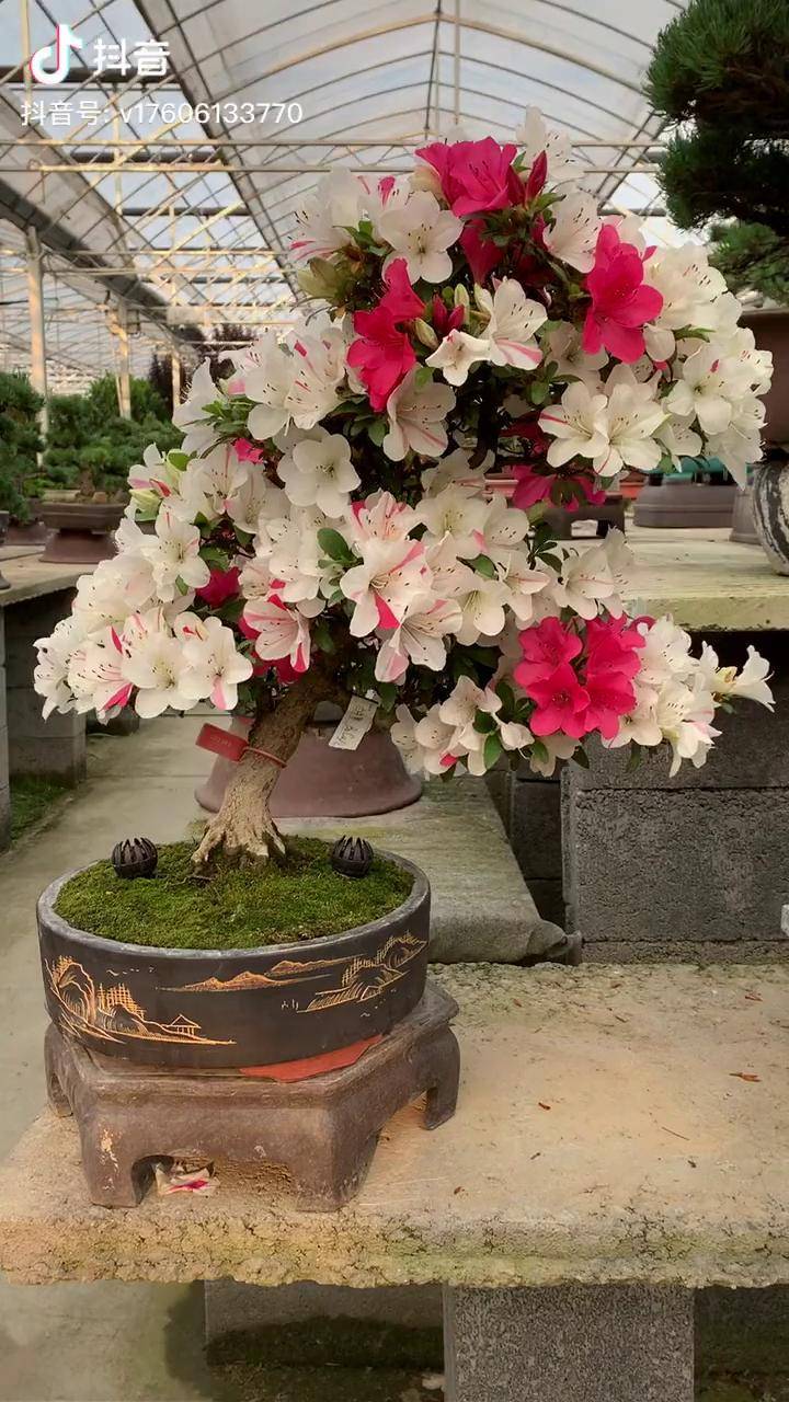醉梦皋月杜鹃