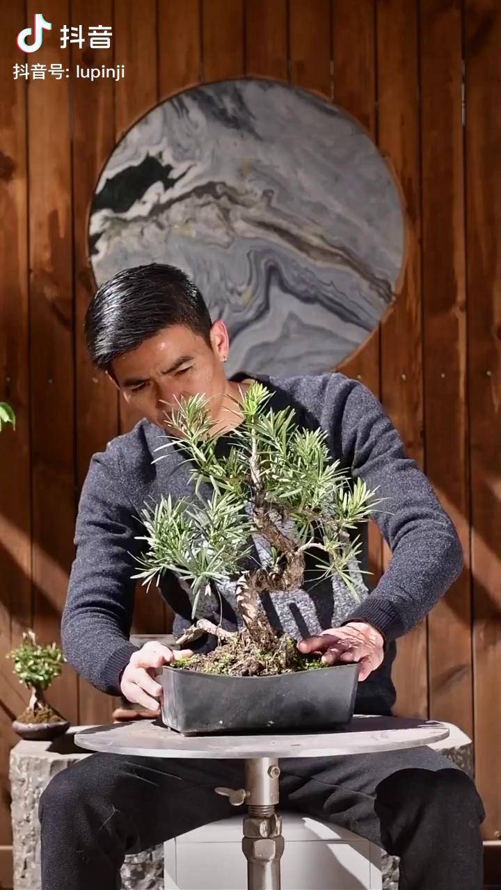 一起学盆景罗汉松的s弯其实是经典造型罗汉松盆景制作盆景