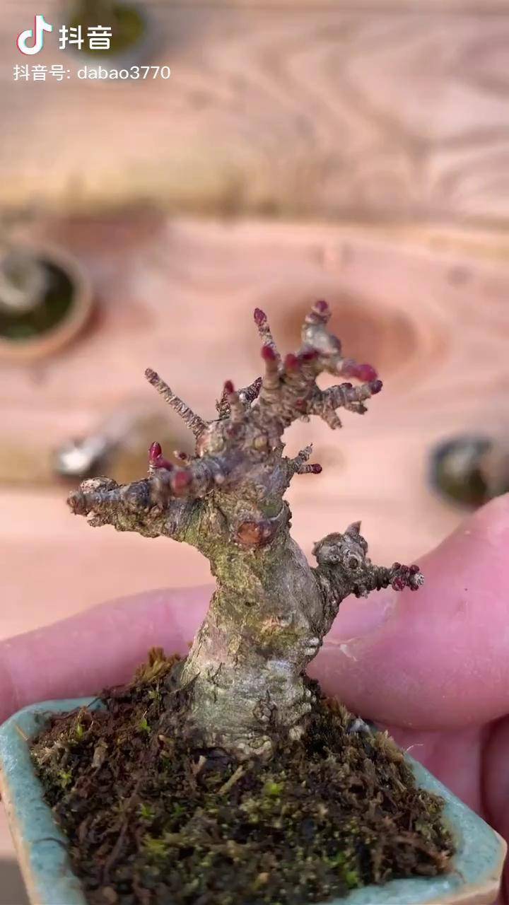 超级小品枫树琴姬进口枫树盆景盆景宿迁大学