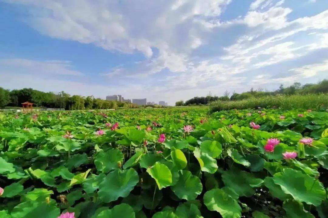 放不下的家二胡动态曲谱_二胡乔家大院曲谱(2)