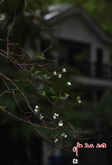 好个秋|杭州西湖樱花反季开放 成独特秋日景观