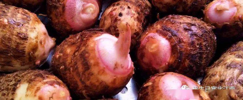 芋头的一生