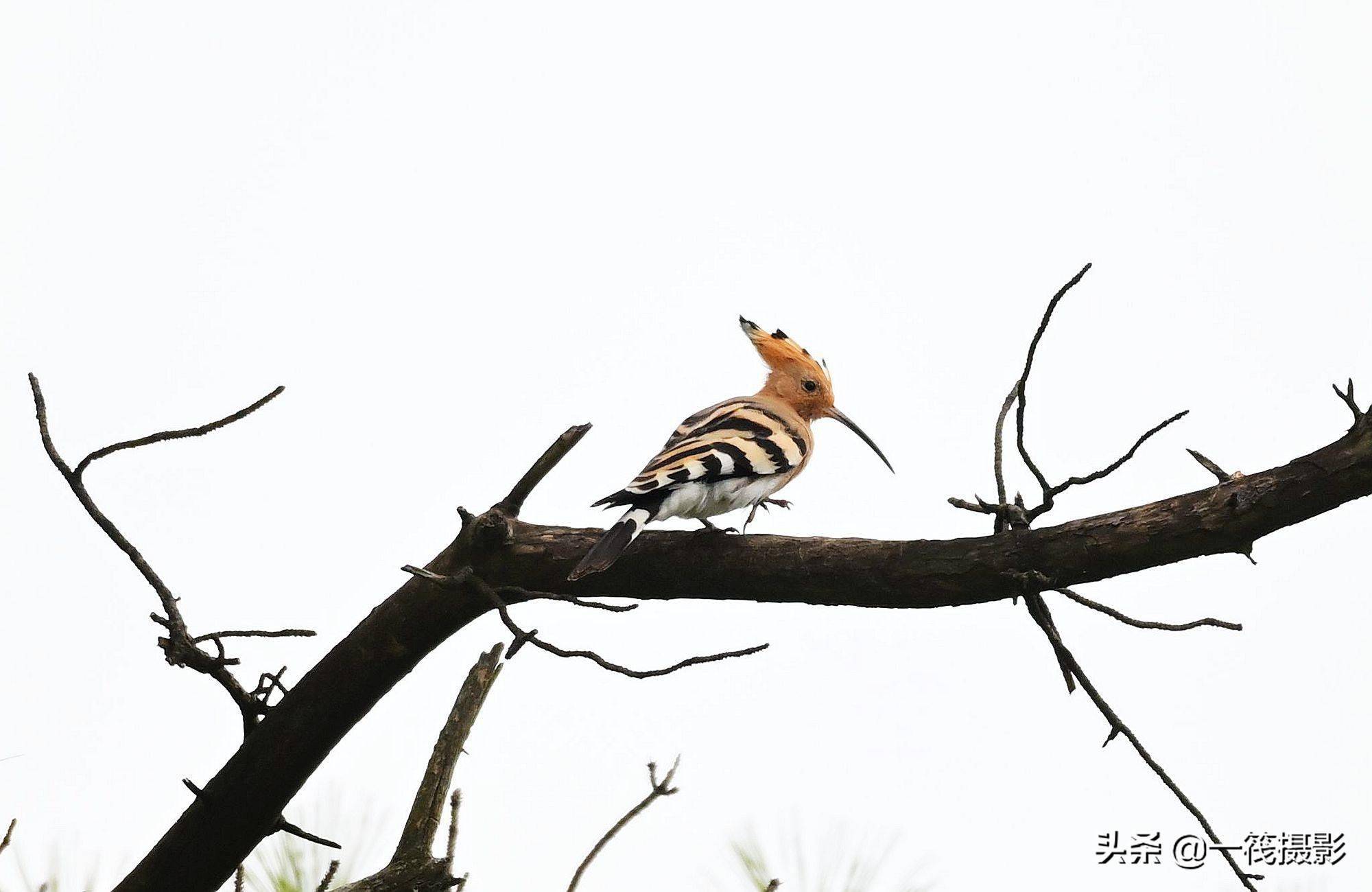 没想到在武汉拍个戴胜鸟这么简单