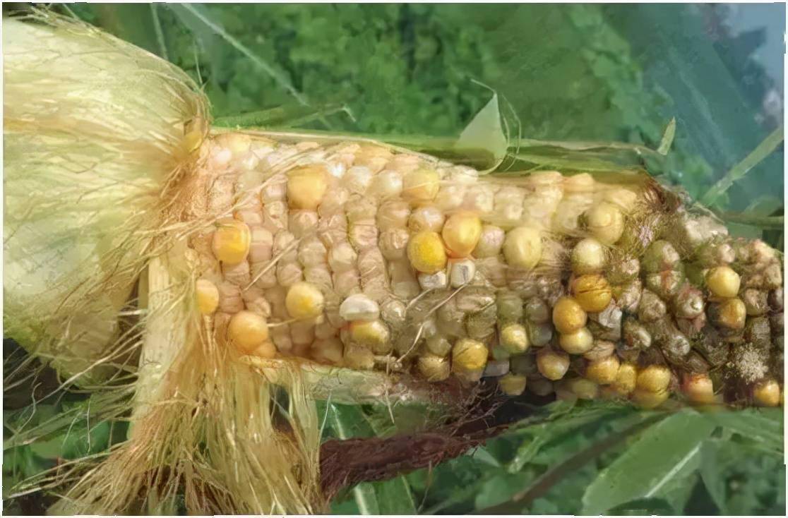 玉米缺硫图片