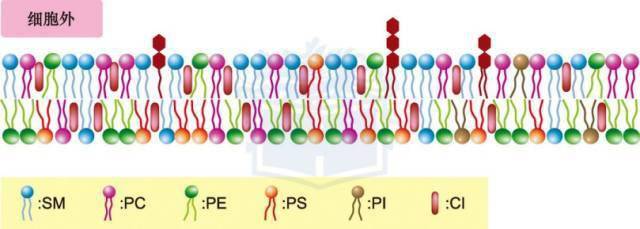新教材:细胞膜磷脂有哪些?都含有n吗?