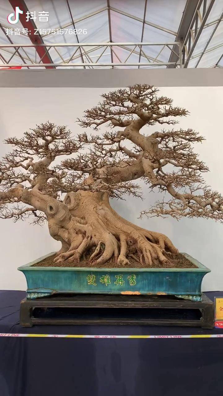 中国盆景展国展金奖作品你一定会喜欢