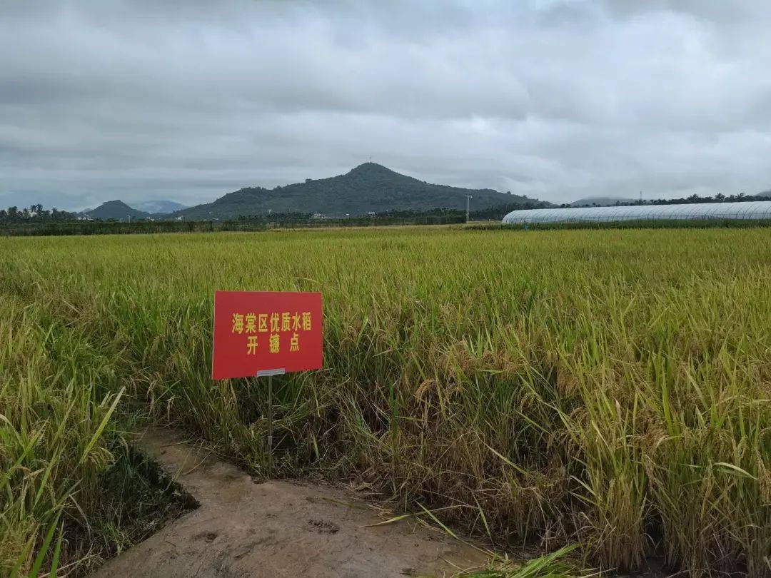 市棠区优质水稻推广暨开镰仪式在海棠区水稻高产高效创建示范田举行