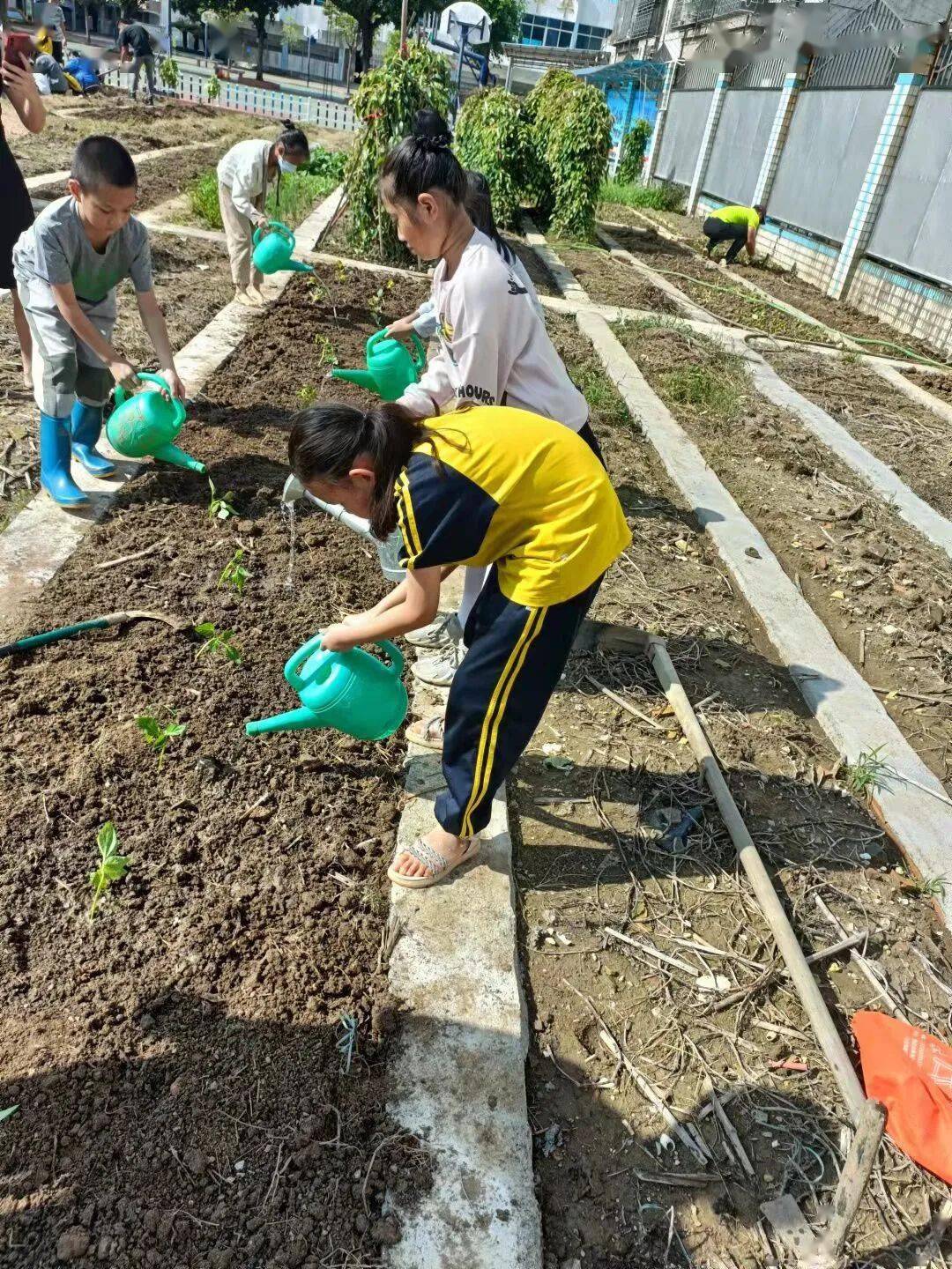 阳光校园活力一小金秋十月祈丰收种植乐园乐趣多一一记儒林第一小学三
