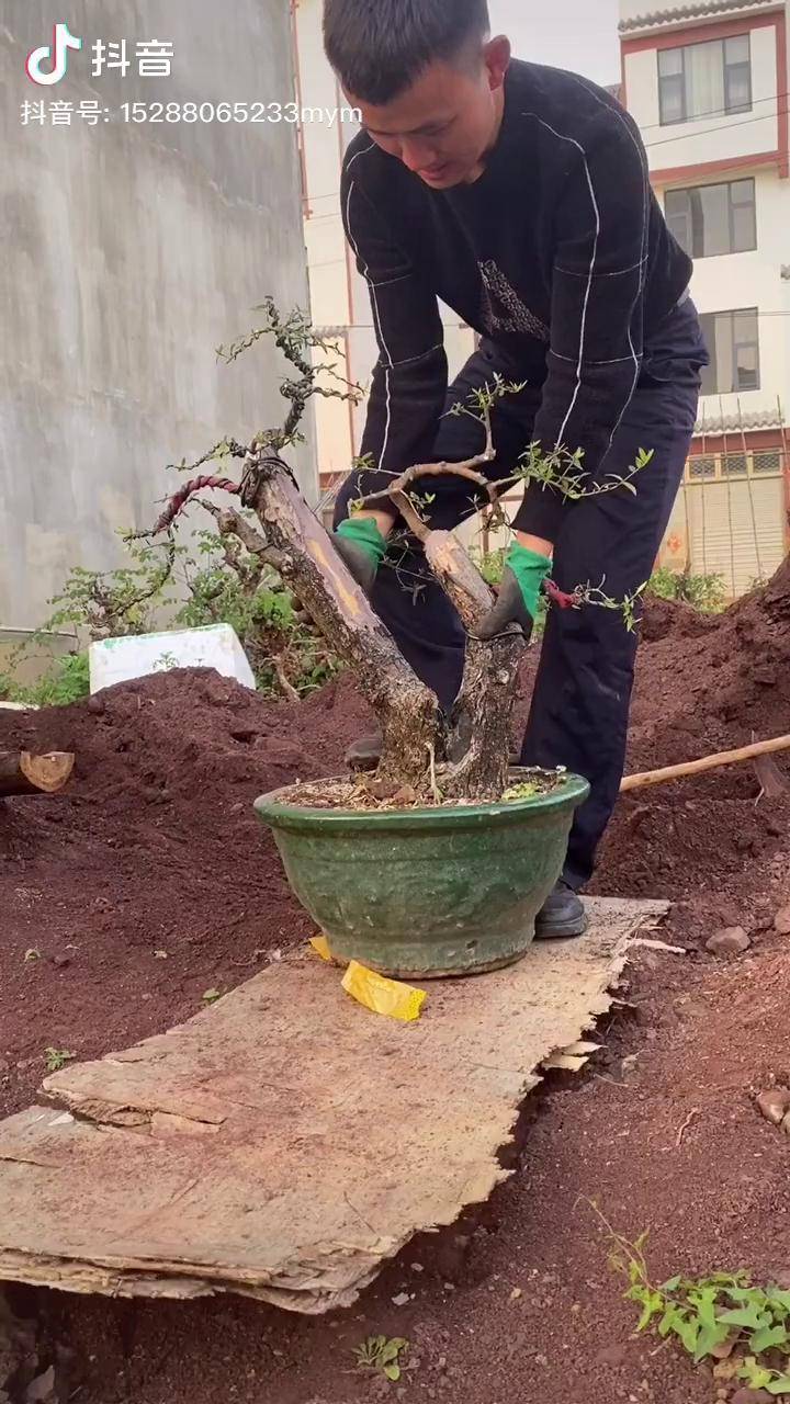 养花无难事只怕有心人盆景盆景素材盆景制作鬼柳尖叶木樨榄养花小知识