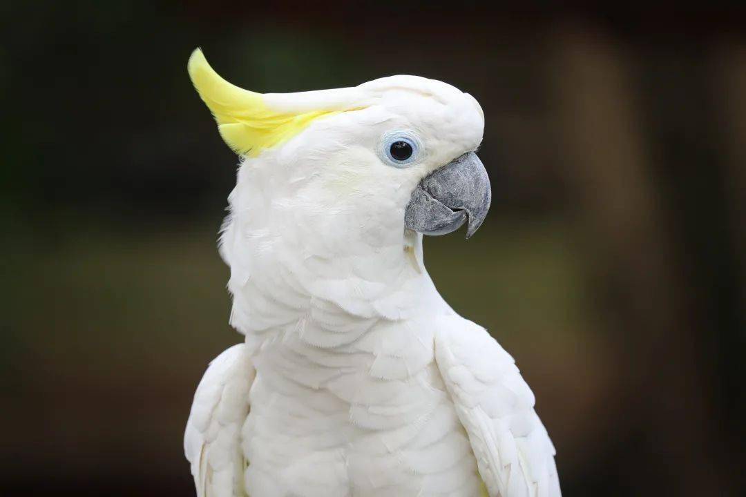 头上顶着"向日葵"的鹦鹉,你见过吗?_游园