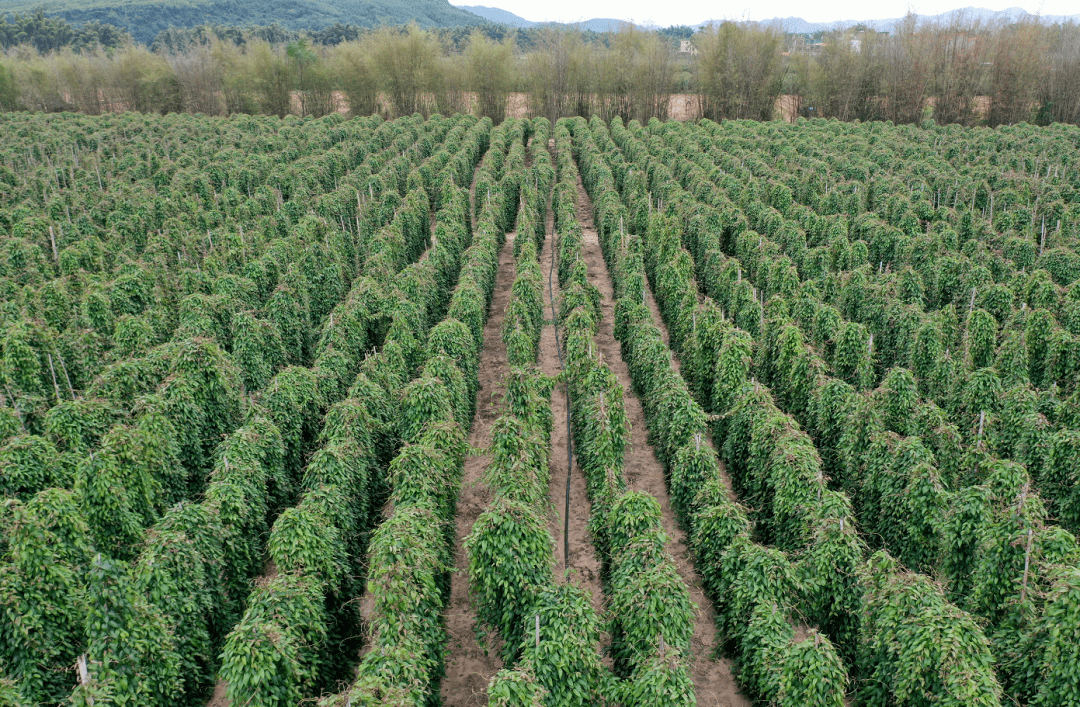 白土镇:淮山长势喜人 丰收在望!