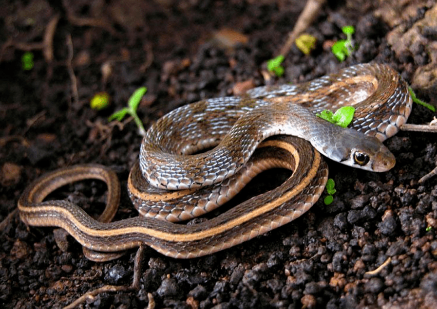 梦境追踪，晚上做梦梦到追蛇的深层含义与解析