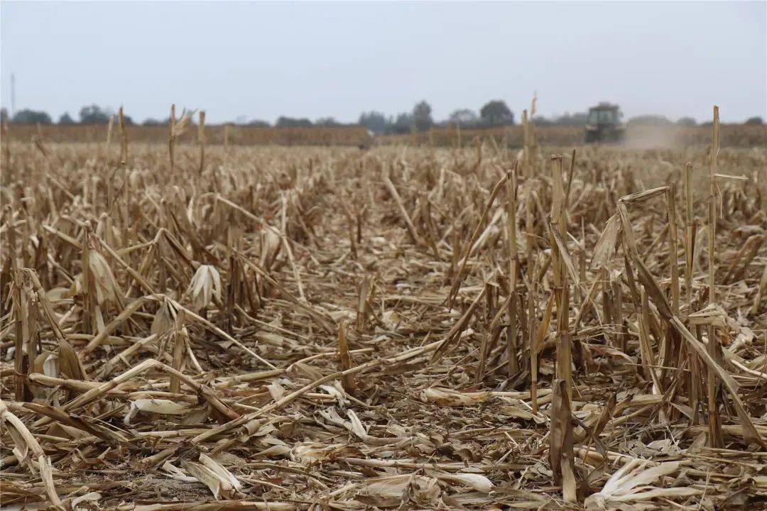 在王爱召镇杨家营子村白庙子社村民秦飞家刚收割完的玉米地里,好不