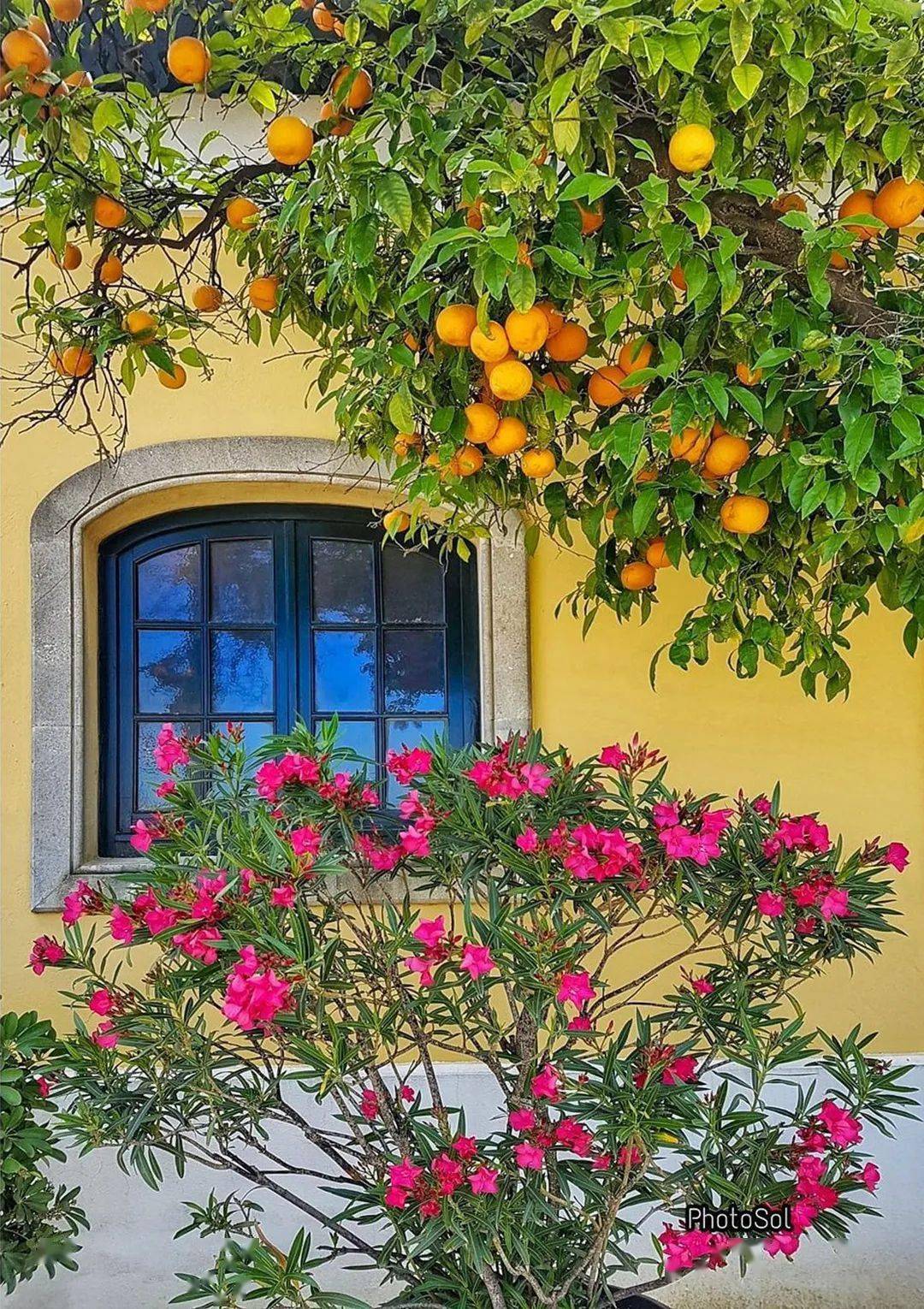 窗外,鲜花盛开!