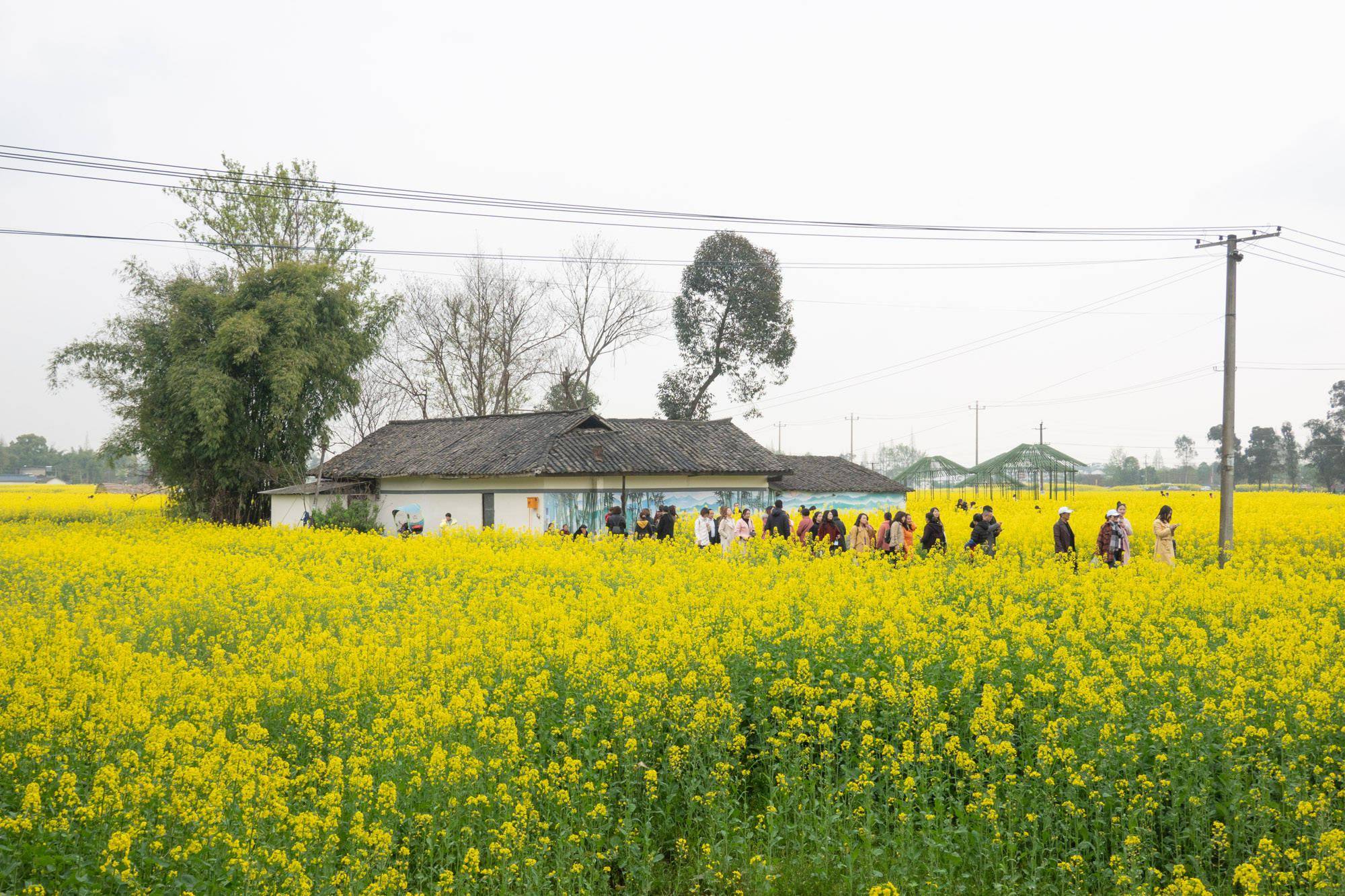 道明竹艺村油菜花图片