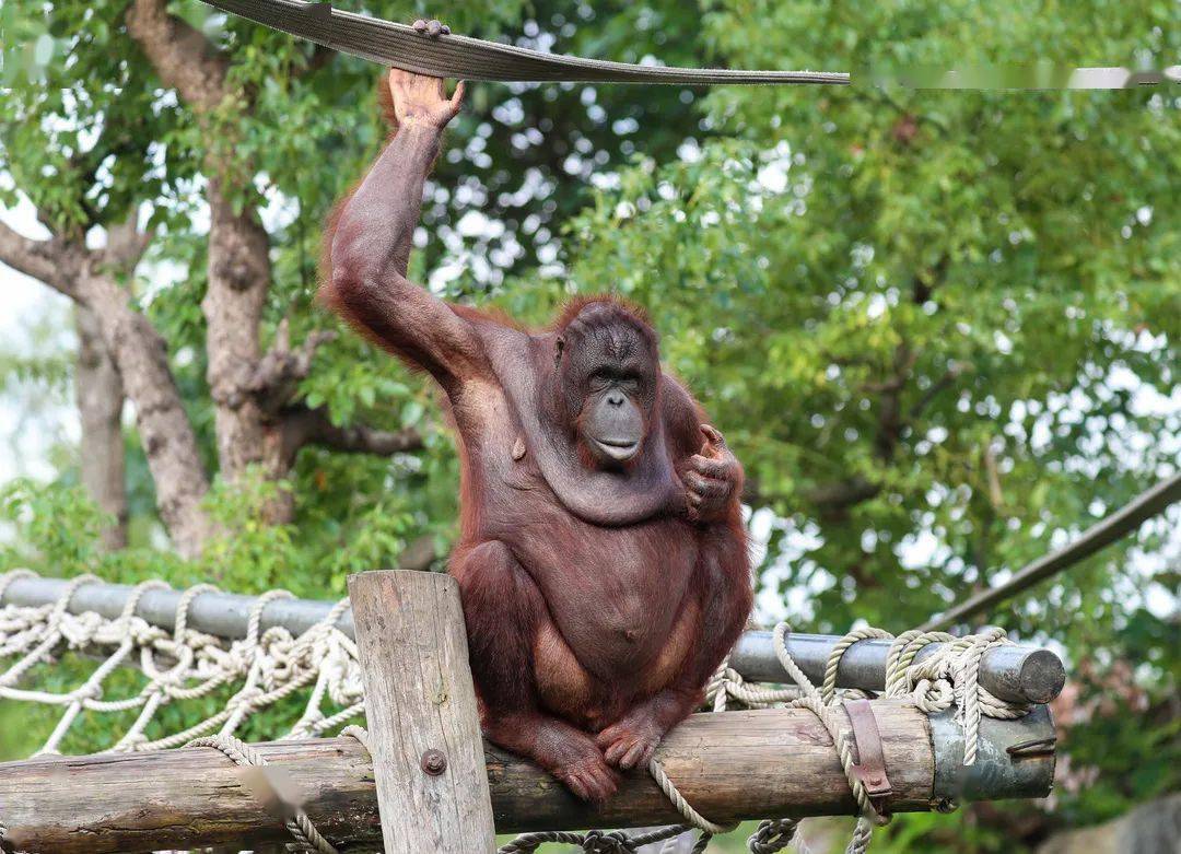 有一种时尚叫红猩猩卖萌