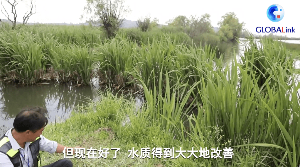 刘广惠|全球连线｜守水护鸟33年 见证草海从“城进湖退”到“鸟欢人和”之变