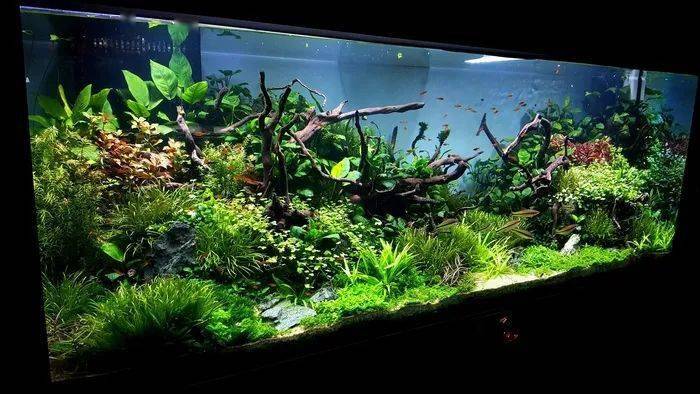 一个设备控玩家的1米5大草缸令人叹为观止