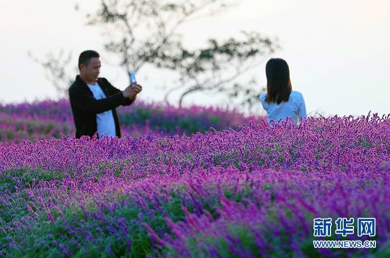 花海|秋花也烂漫 赏花正当时