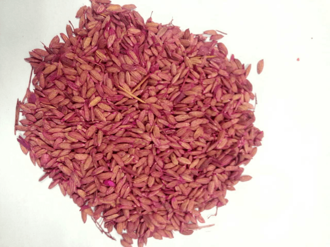 天顺延,公共外环境统一投放红色溴敌隆灭鼠剂(第二代慢性抗凝血灭鼠