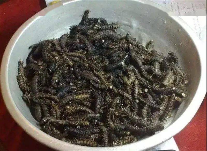 河虫图片 来自搜狐网