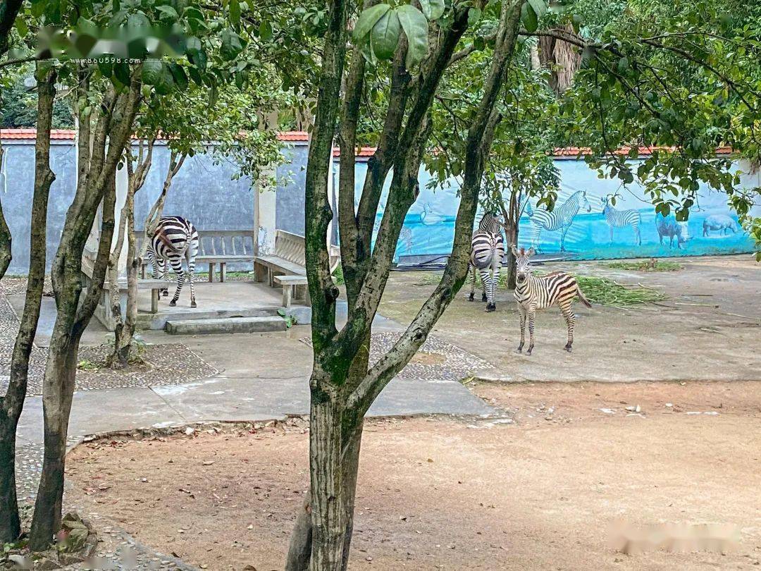 许久未去三明动物园,有市民发现.