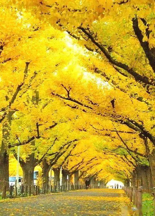 风景|秋意浓，道一声珍重