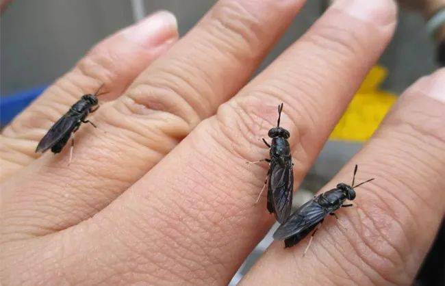 种一本万利的项目,对于想养殖的朋友,选择场地一定要远离人类生活场所