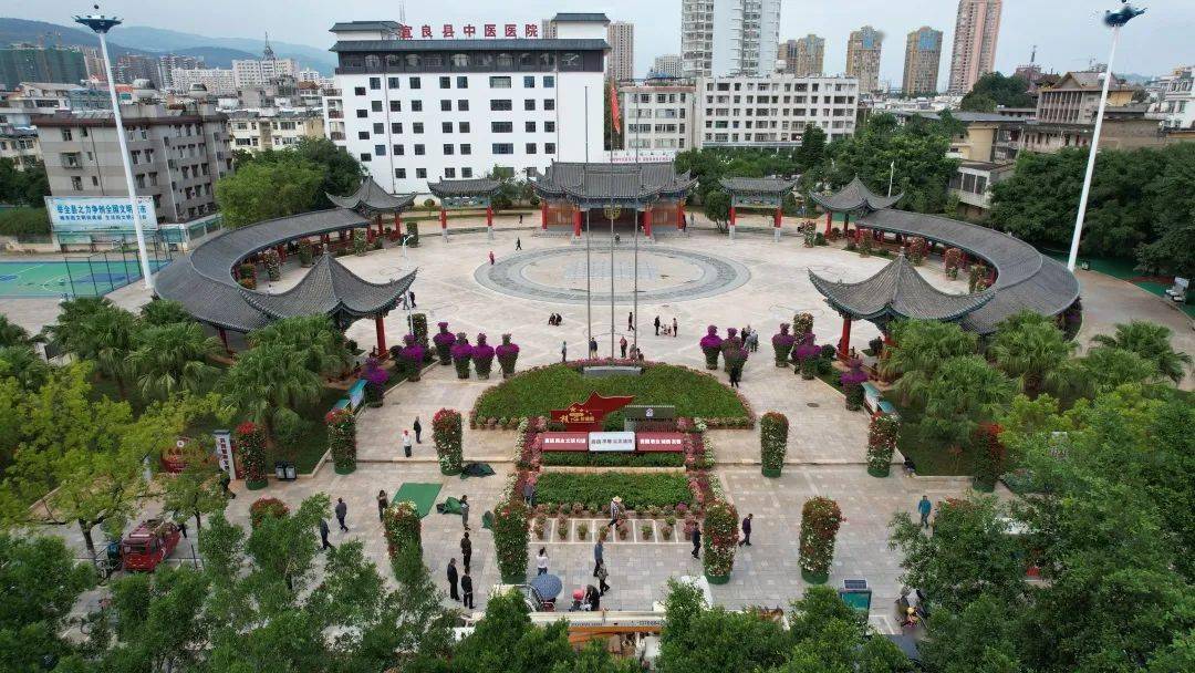 【文明创建】县花风采——三角梅装点"美丽县城"_宜良县