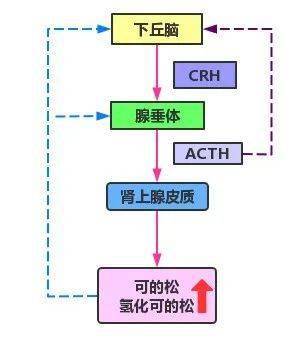 人体激素调节模式图图片