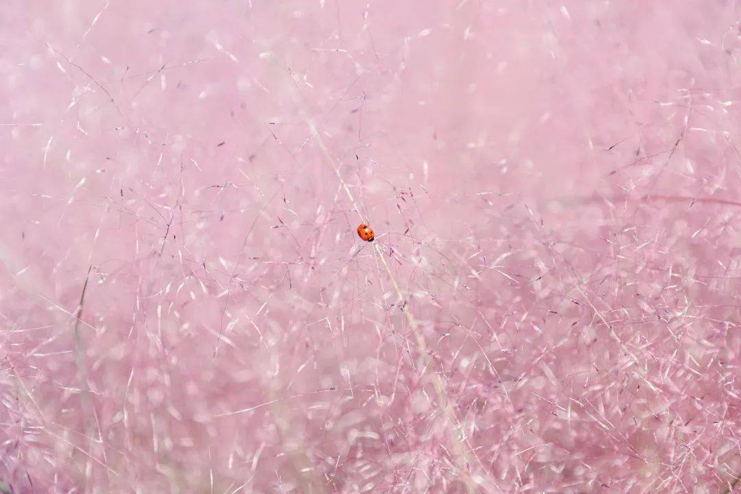 妙笔生花看丰台粉黛入秋色丰台又添旅游新地标