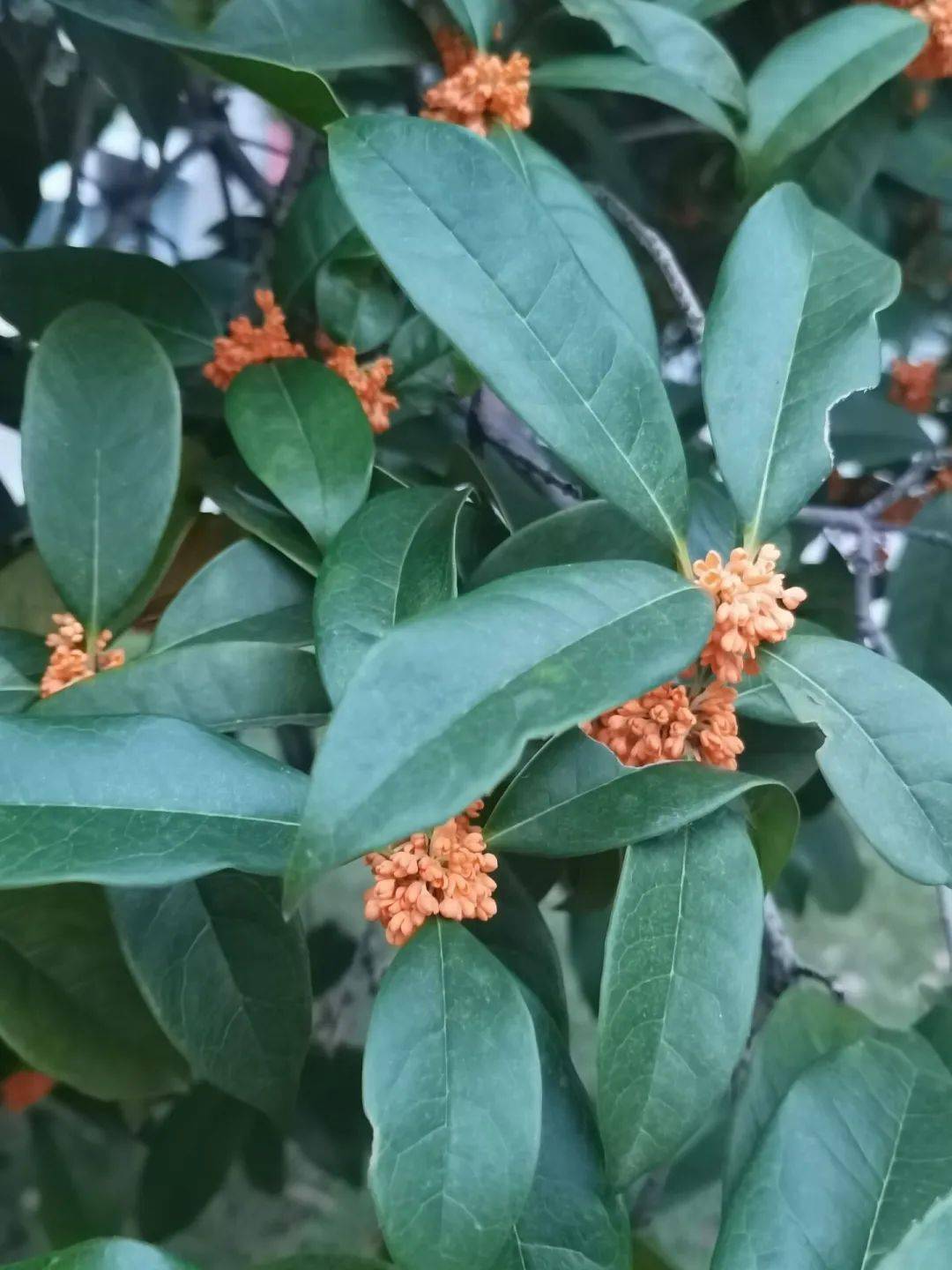 【神奇生物在哪里】走近《狮山兰芷》第一期