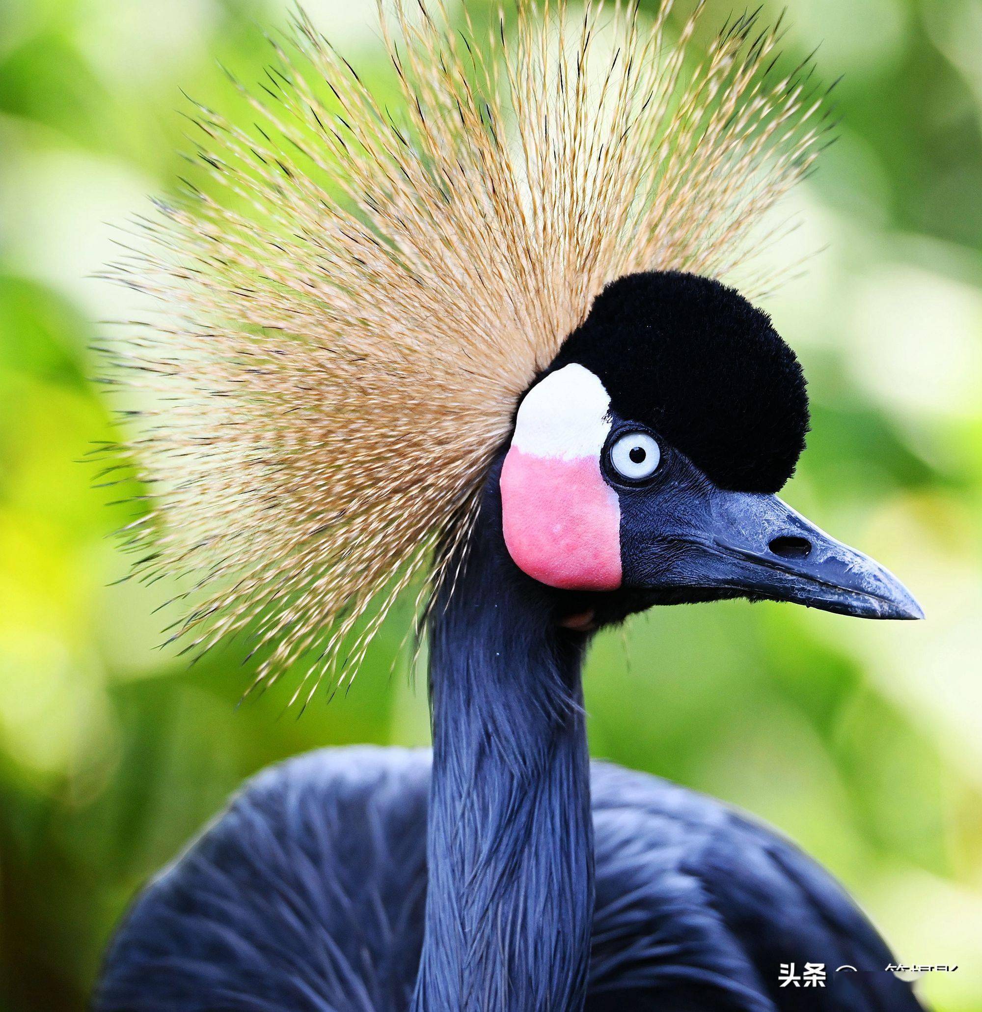 黑冠鹤全方位展示它的发型美