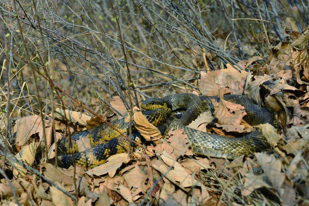 观往知来认识北京的蛇