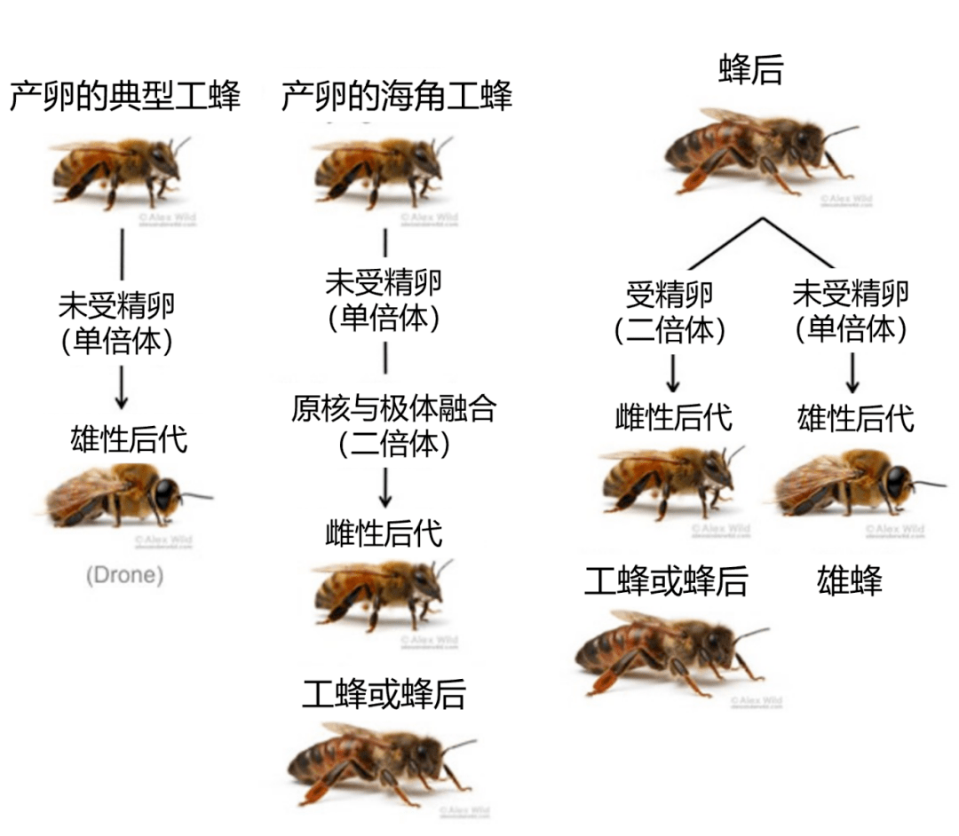 蜜蜂的进化过程图片