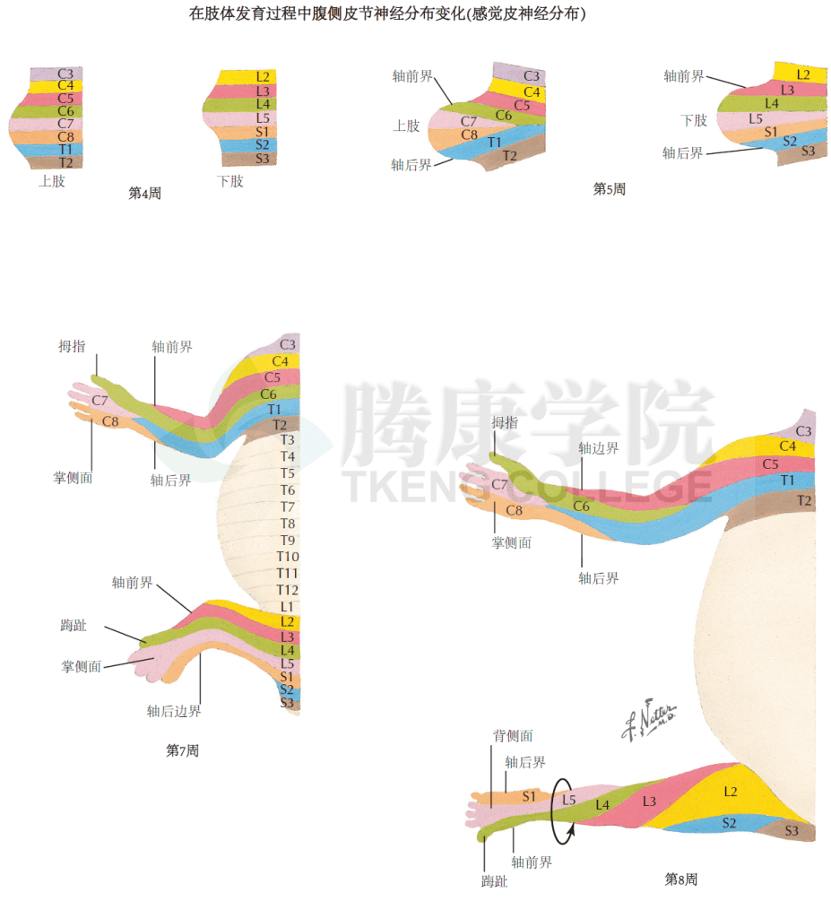 神经解剖学 | 神经板、神经管和神经嵴的形成发生_体细胞