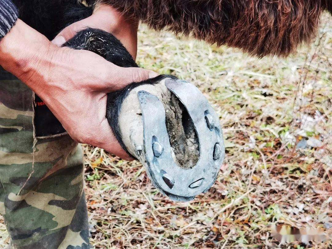 河湟纪事传承非遗文化守护马掌技艺