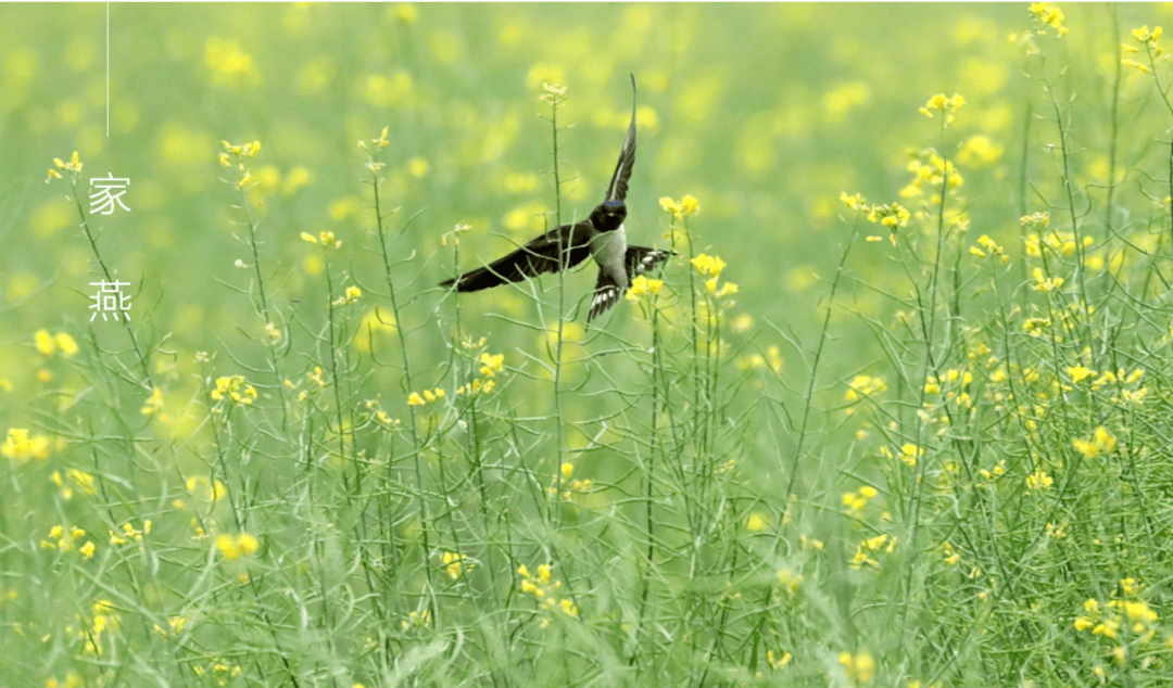 在深圳,家燕是夏候鳥.夏日飛來,冬日飛去,是和人類最為親近的鳥類.