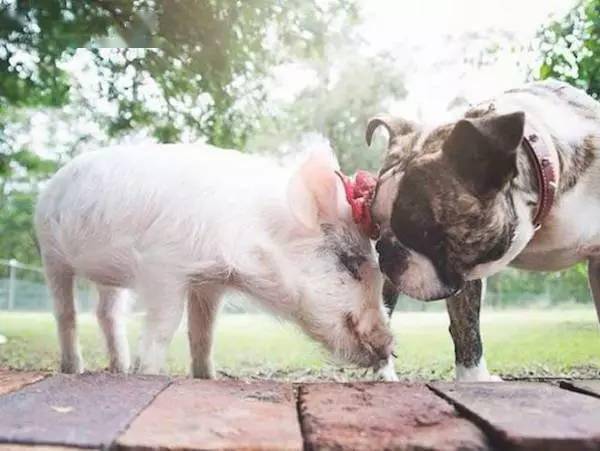 狗老公和猪老婆婚姻图片